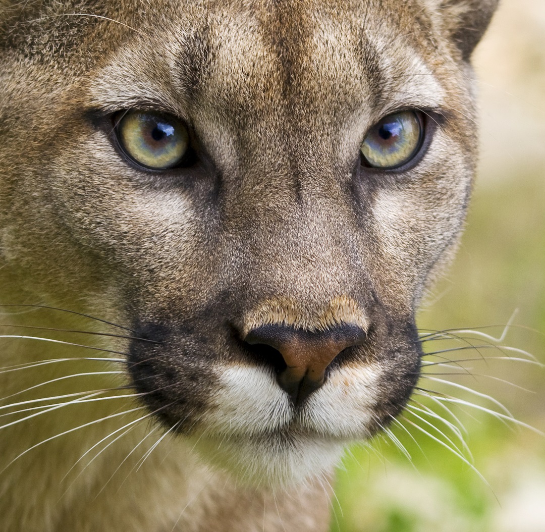 This is a gorgeous female Puma. 