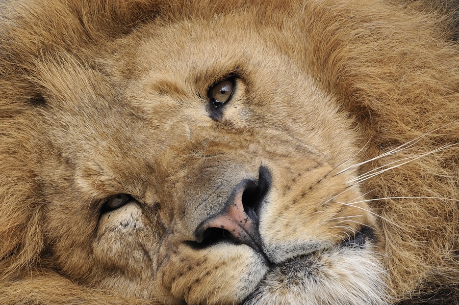 Lion Close-Up