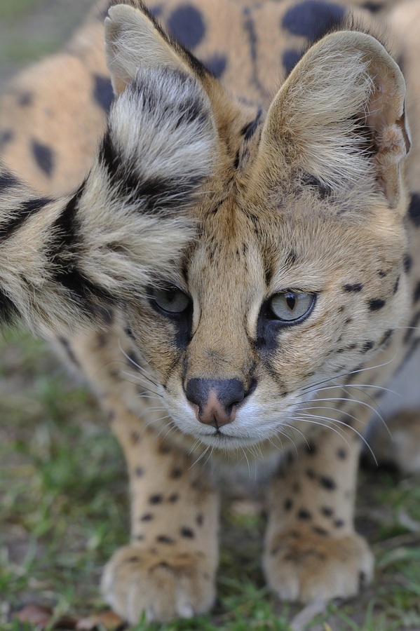 Serval Tail